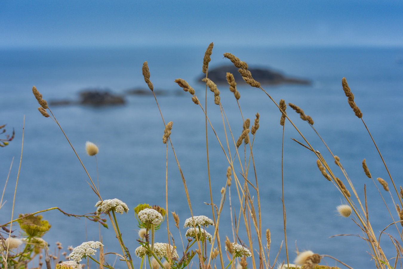Découvrez la beauté brute de la flore sauvage bretonne dans cette photo colorée et contrastée.